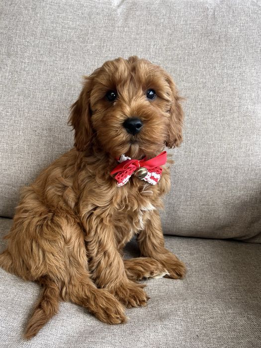 Piesek cavapoo gotowy do odbioru