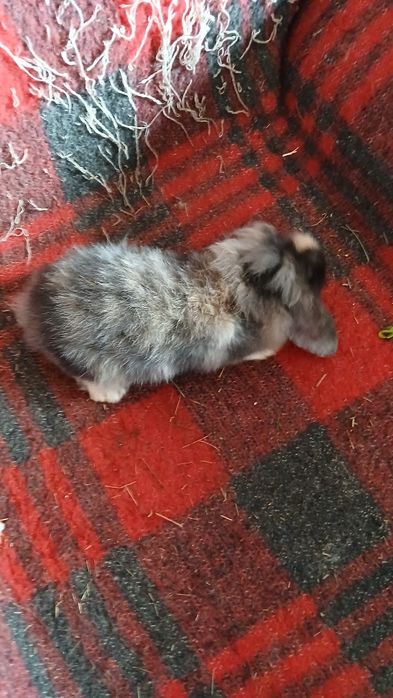 Vendo coelhos anões acabadinhos de nascer ou com 2 meses