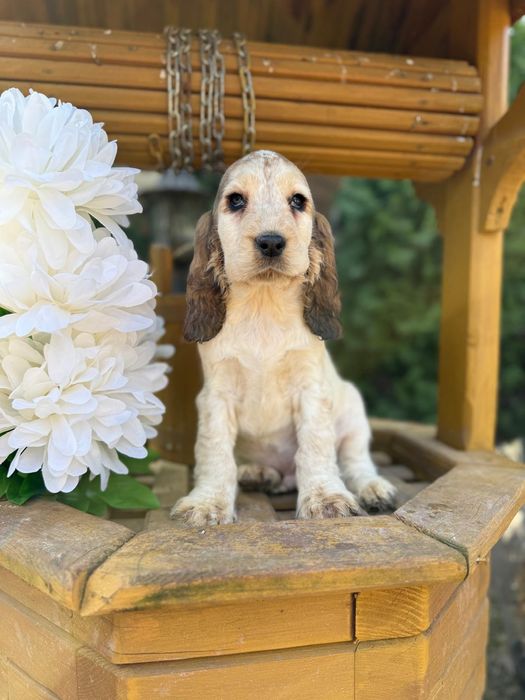 Cocker spaniel angielski sunia rodowód