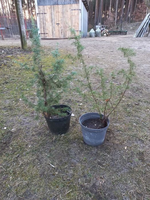 Jałowiec pospolity w doniczce - dobrze znosi susze: 80 cm wysokości