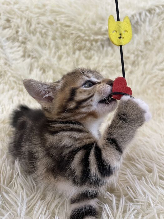 Кошечка Курильский Бобтейл