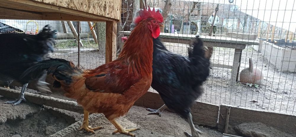 Домашні півні чубаті