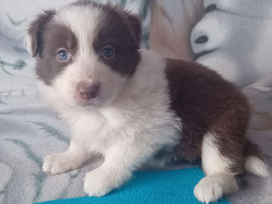 Border collie szceniak