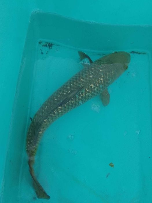 Vendo carpas koi