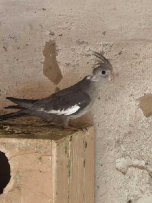 Sprzedam młode papugi