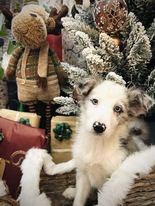 Excelente Menina border collie blue merle olhos azuis
