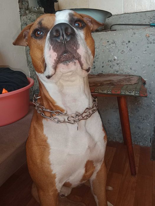 Вязка Амстафф  мальчик