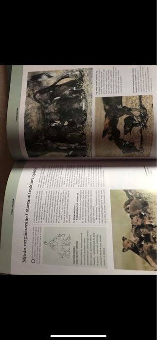 Zestaw Swiat dzikich zwierzat wysylka 1 zl