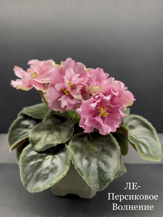 ЦВЕТУЩИЕ.Фиалка,сенполия,цветы