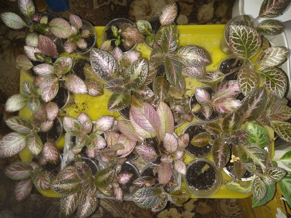 Еписції декілька сортів