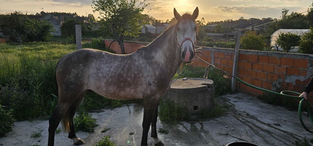 Lusitano 5 anos inteiro