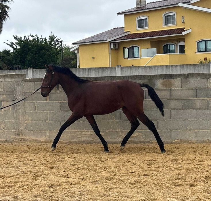 Poldro Lusitano (3 anos)