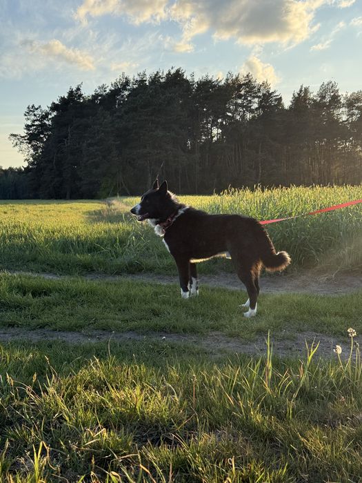 Oddam w dobre ręce karelskiego psa na niedźwiedzie