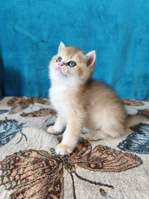 Золоті шиншилли кошенята