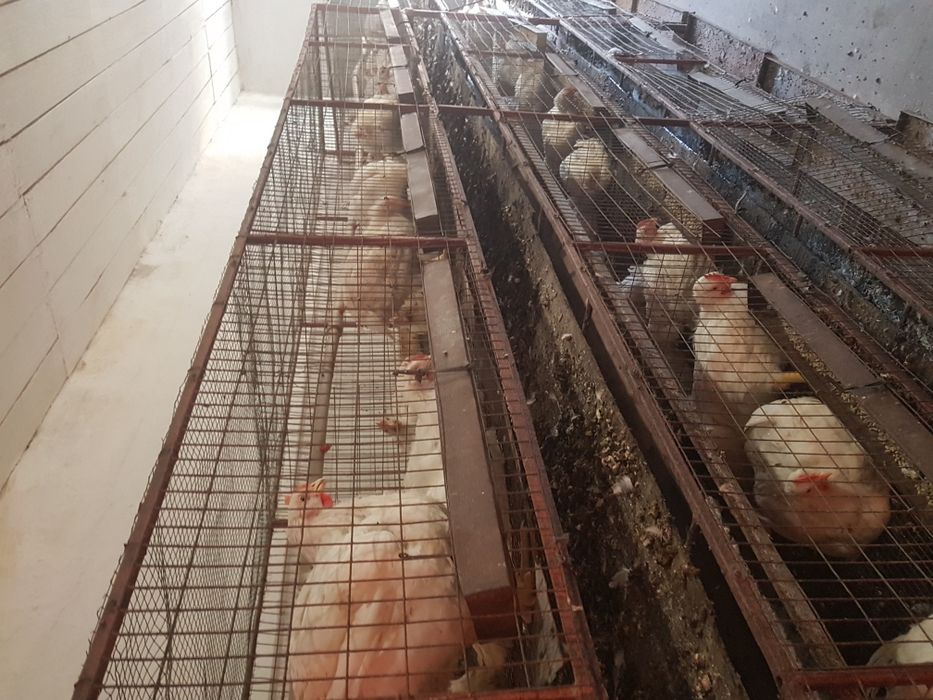 Бройлер добовий (є гурт)