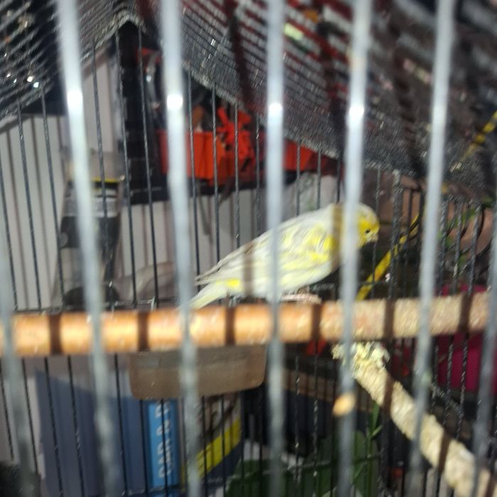 Kanarki na sprzedaż 2025 samiec