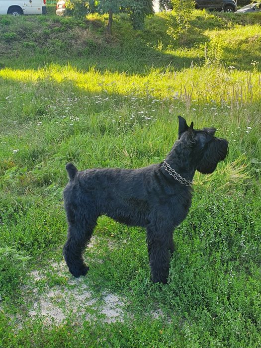 Кобель ризеншнауцер на вязку