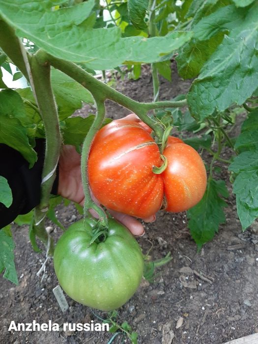 Nasiona pomidorów kolekcjonerskich