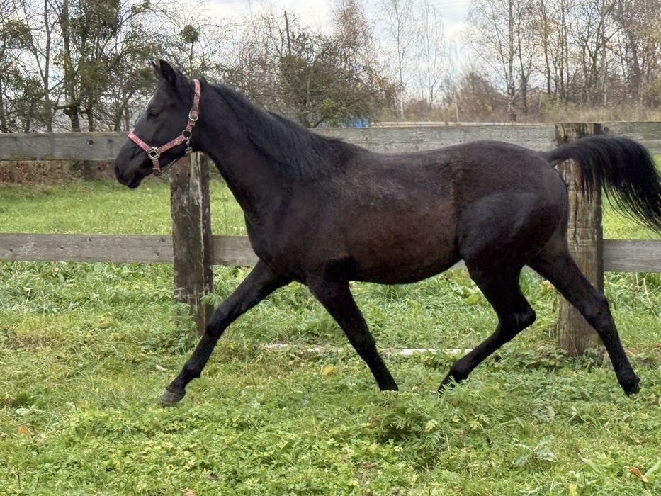 Ogier małopolski pilna srzedaż