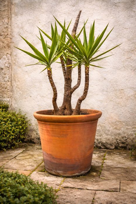 Yucca Grande com Vaso de Terracota