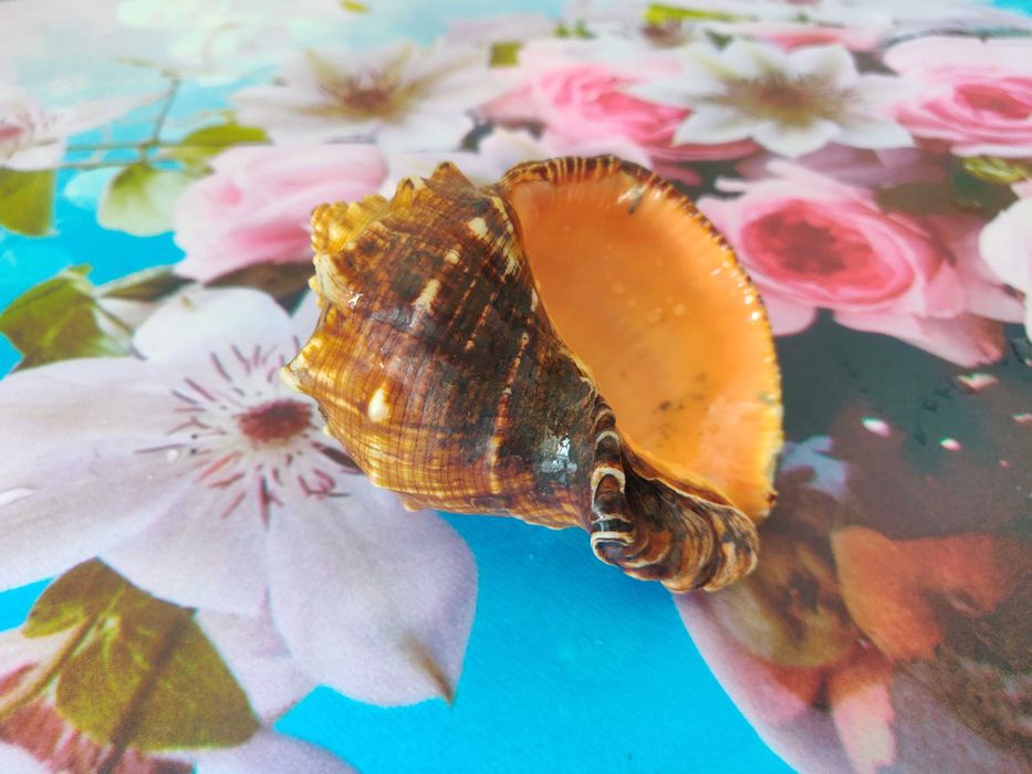 Ракушка в аквариум