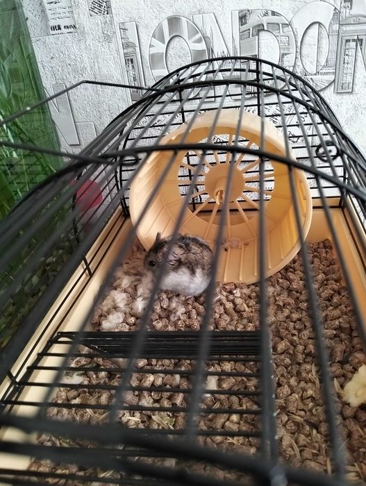 Хом'ячок  разом з кліткою