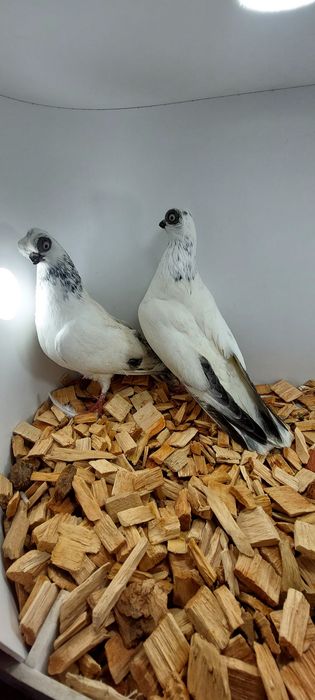 Szek, szeki, krotkodzioby polski