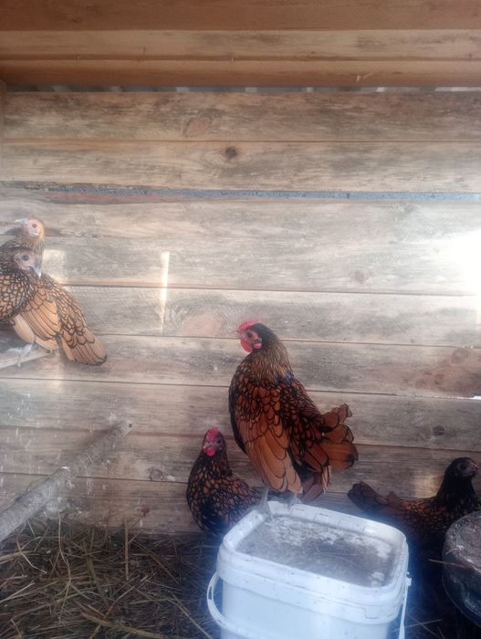 Sebrytka złota kogut