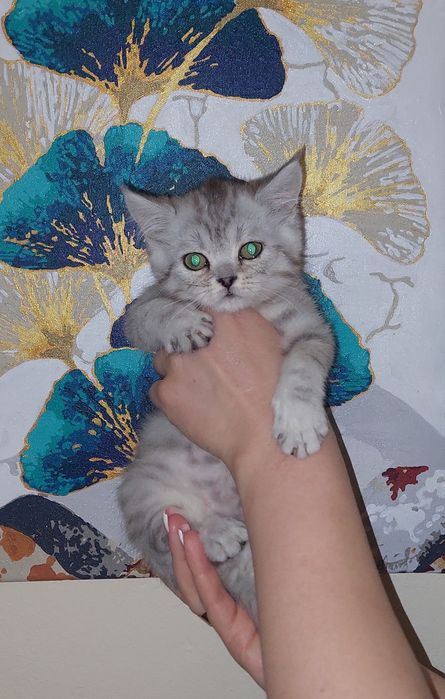 Мальчик Скоттиш страйт.