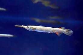 MISIEKZOO - Półdziobek Karłowaty