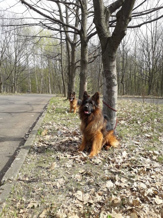 Owczarek niemiecki długowłosy szczeniak