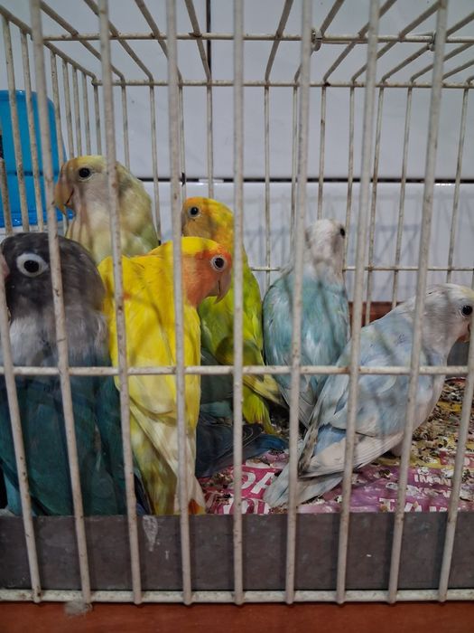 Sprzedam Papugi nierozłączki