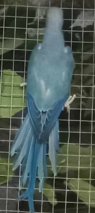 Aleksandretta obrożna samiec turkus violet 2024