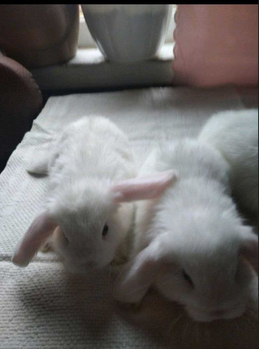 Кролики вислоухие баранчики от 1 мес