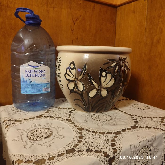 Большая аглаонем ,куст .