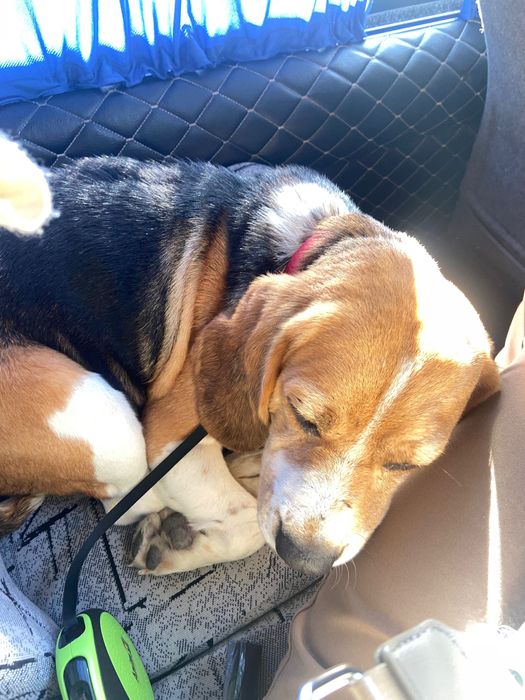 Віддам собаку в добрі руки