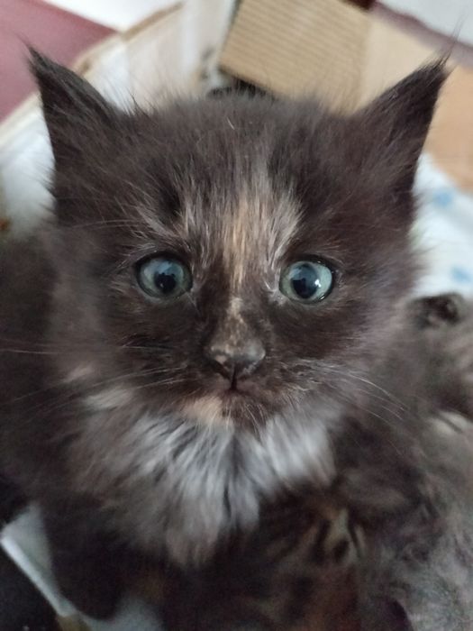Кошенята, котики