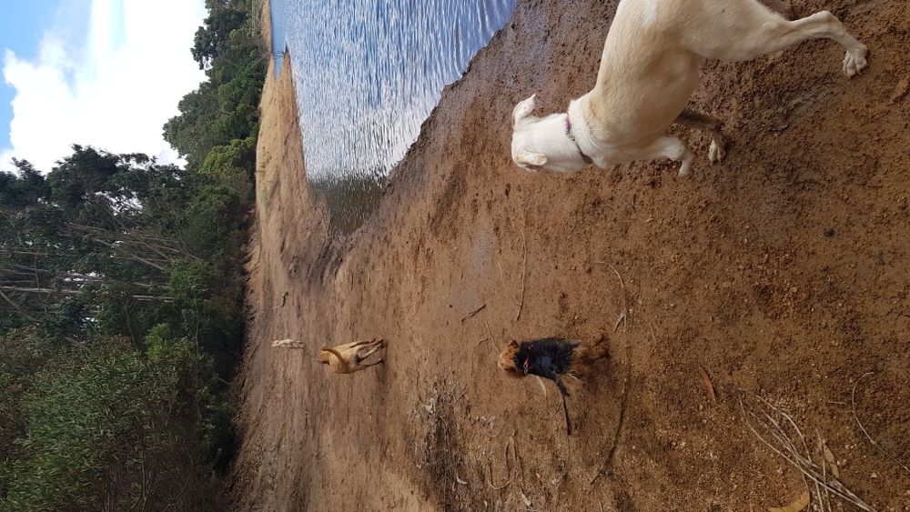 Petsitting e Dogwalking Cascais64683975164803123