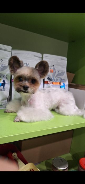 Стрижка собак/груминг