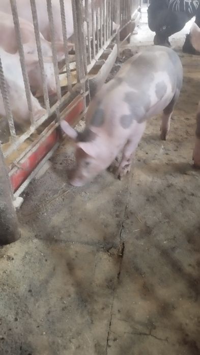Продам поросят живою вагою