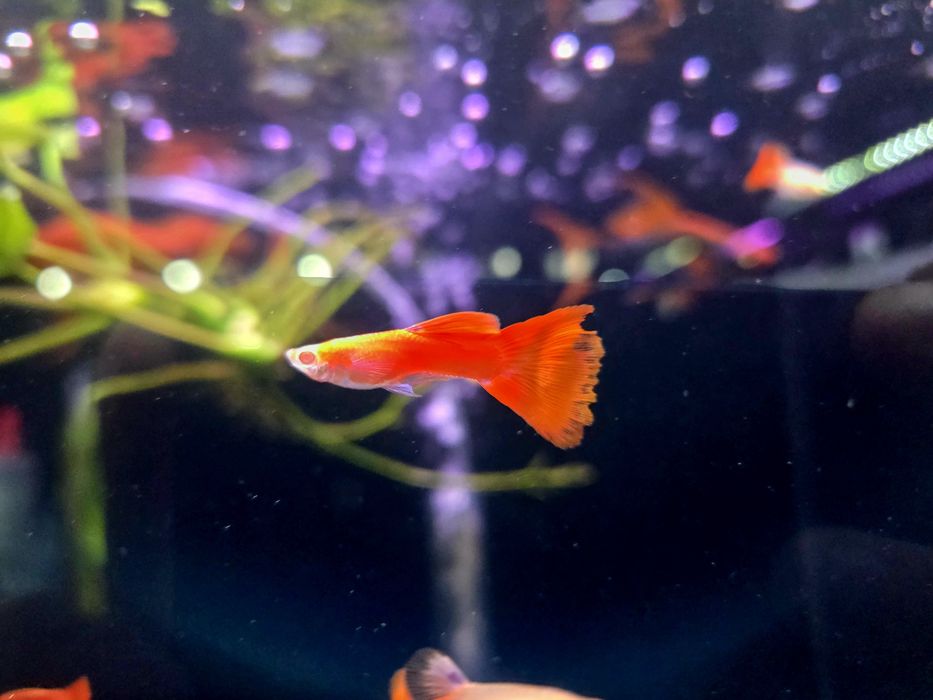 Gupik full red albino samce i samice