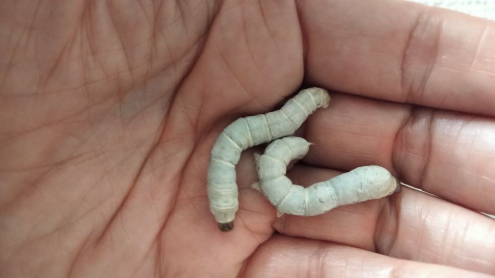 Vendo bichos da seda