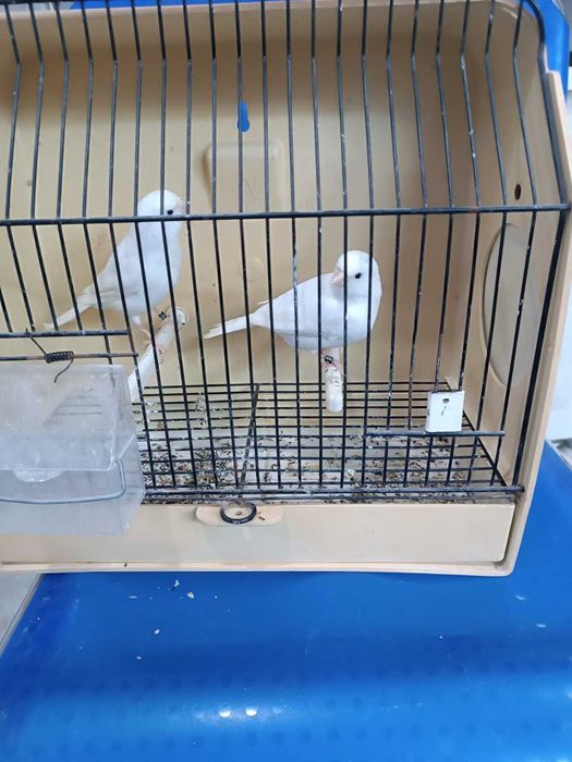 Casais canarios brancos e amarelos