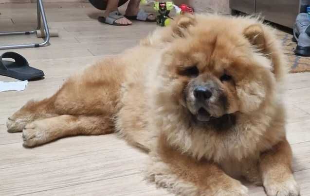 Adorável cachorro de Chow Chow