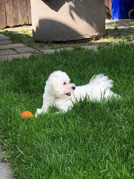 В'язка мальтійська болонка