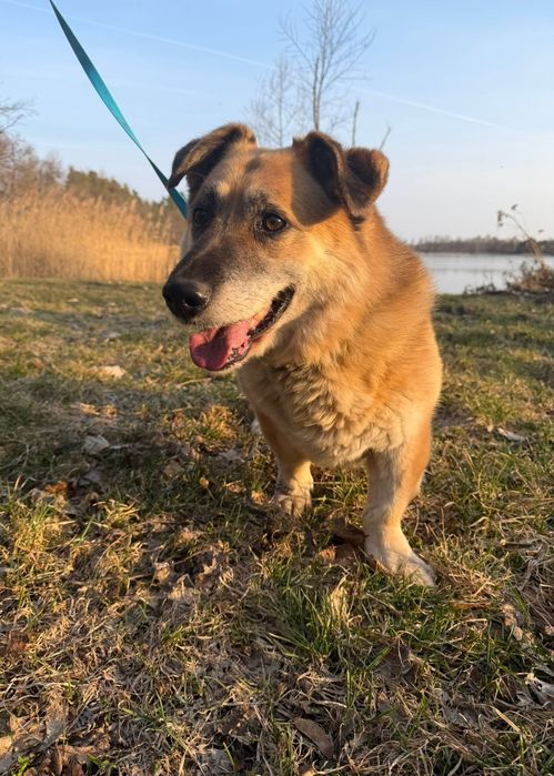 10-letni Nero do adopcji