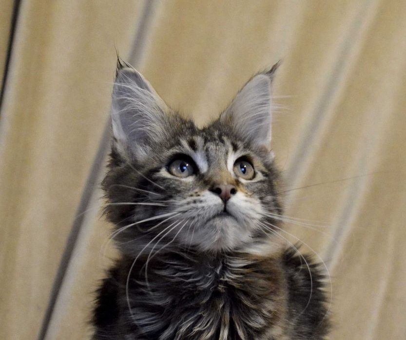 3міс. шикарный хлопчик природного забарвлення. Питомник. Акция