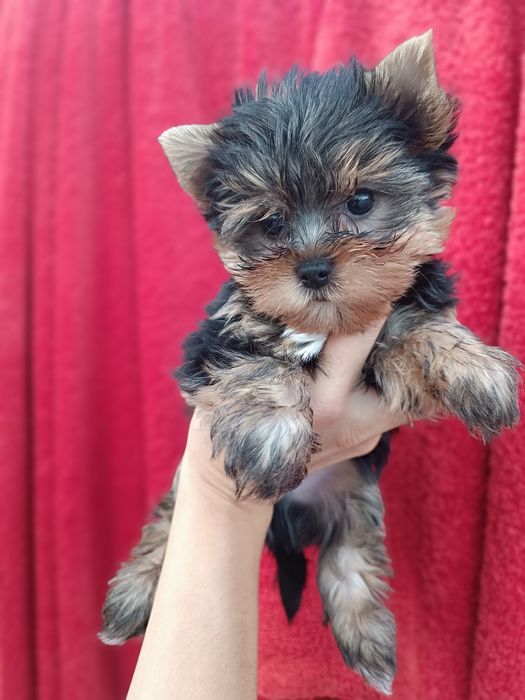 Неймовірні міні цуценята йорки