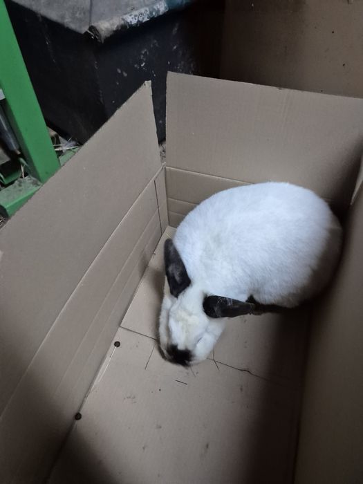 Продам кроликів в наявності 4шт