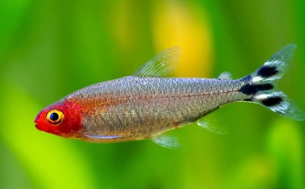 Nariz bebado peixe de cardume